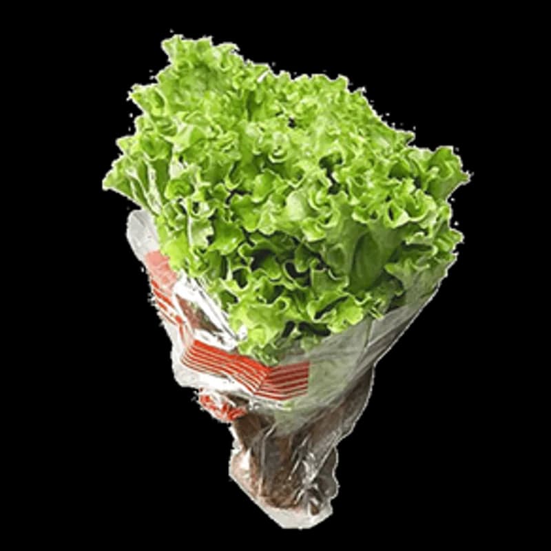 Alface Crespa Maço